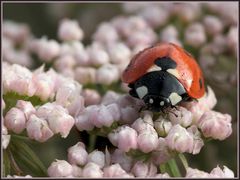 Marienkäfer auf rosa Blütenbett