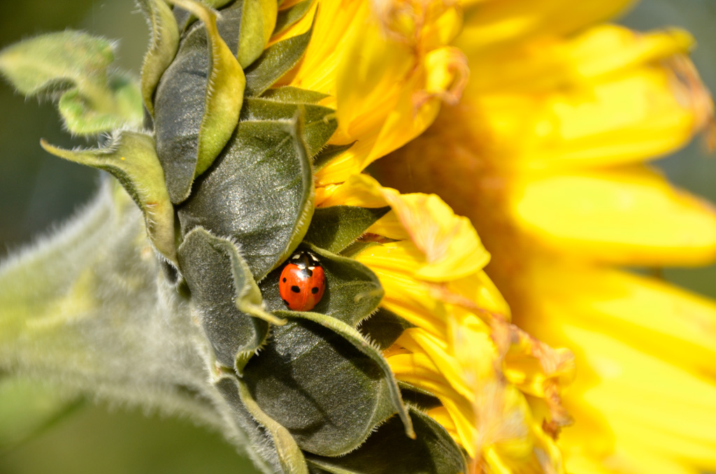 Marienkäfer auf Sonnenblume