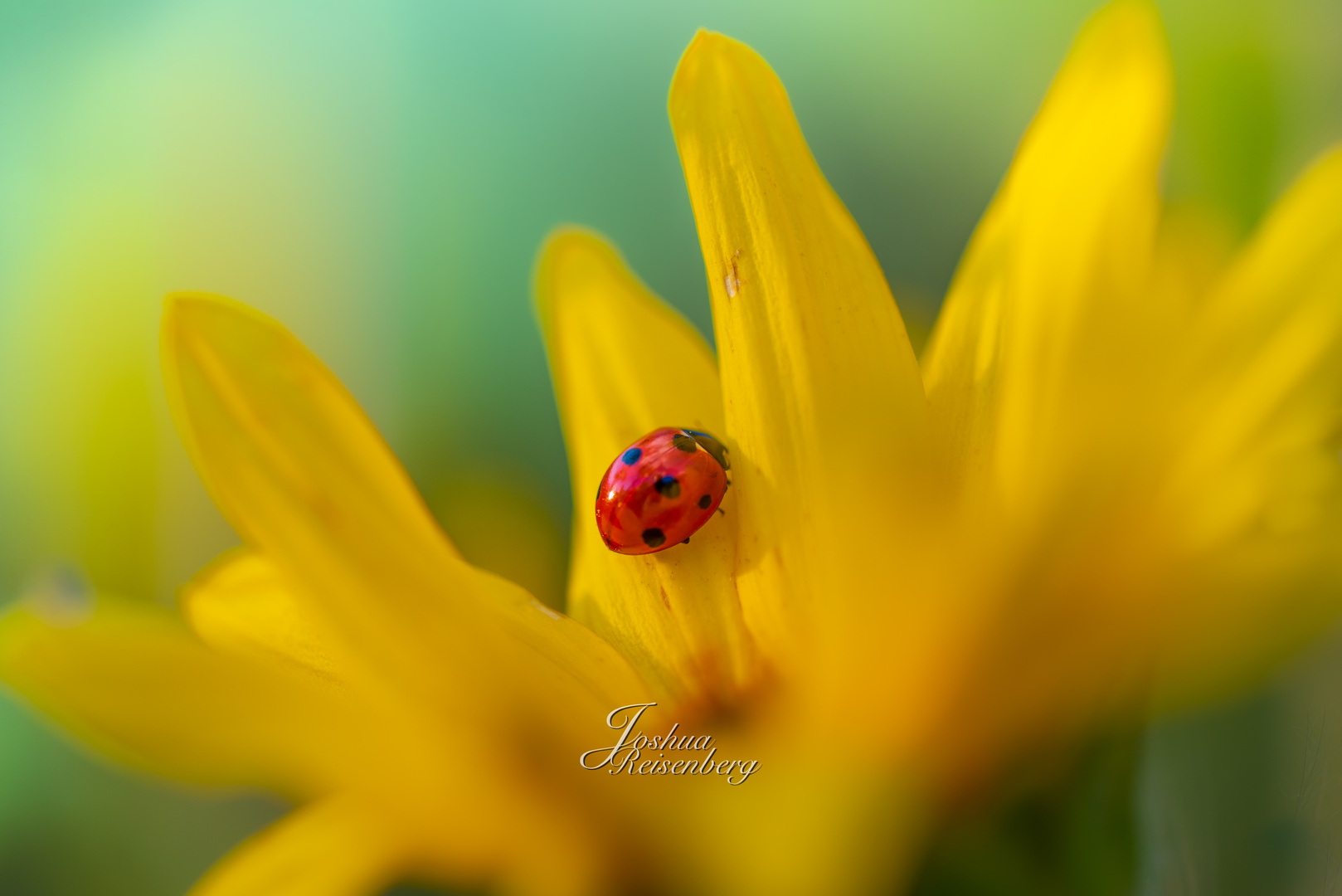 Marienkäfer auf Sonnenblume