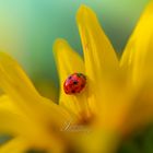 Marienkäfer auf Sonnenblume