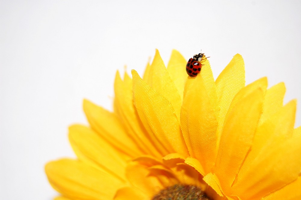 Marienkäfer auf Sonnenblume