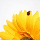 Marienkäfer auf Sonnenblume