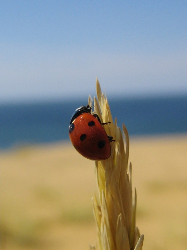 Marienkäfer auf Sylt