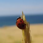 Marienkäfer auf Sylt