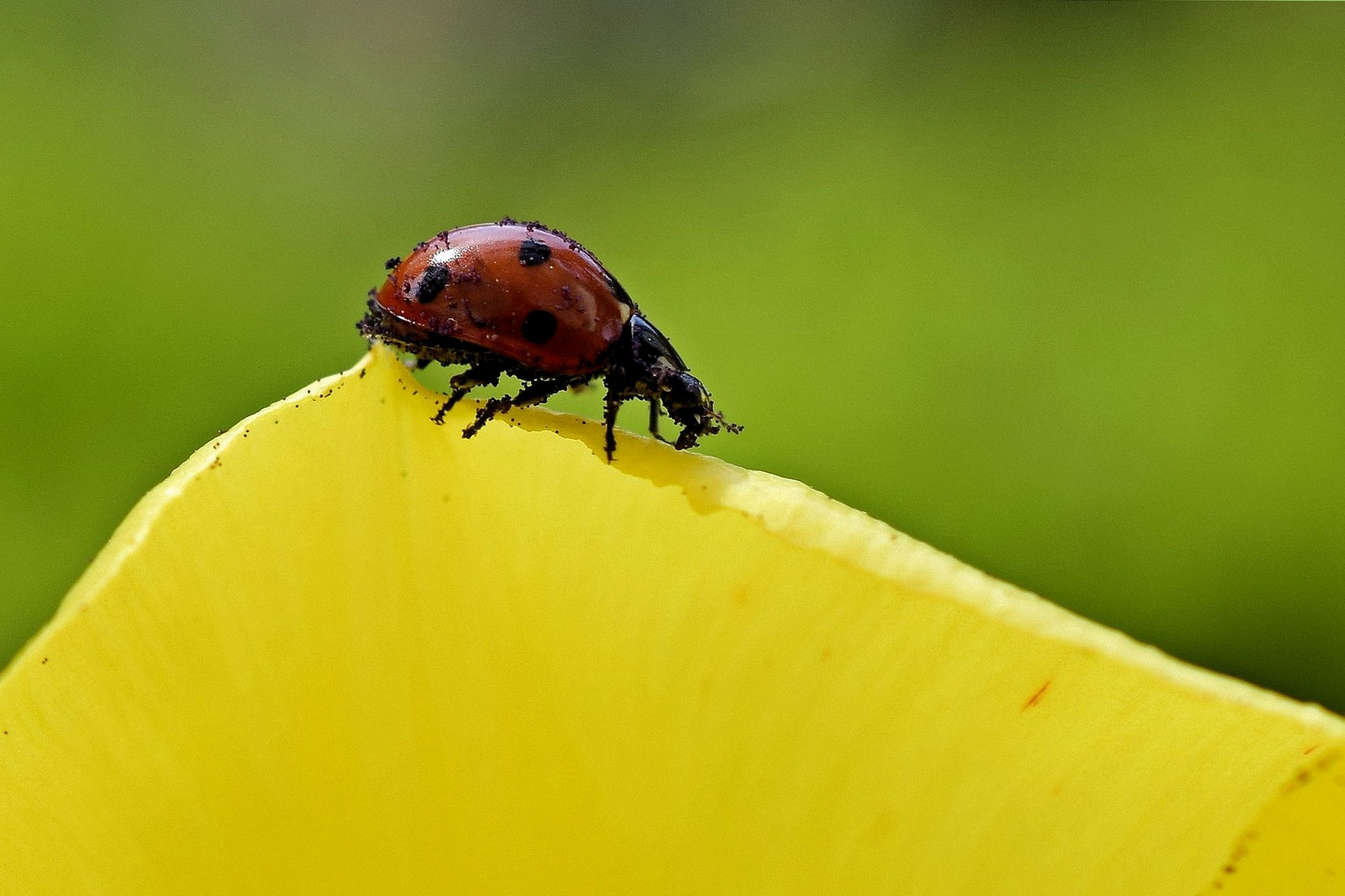 Marienkäfer auf Tulpe !!