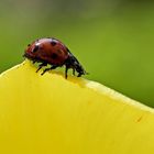 Marienkäfer auf Tulpe !!