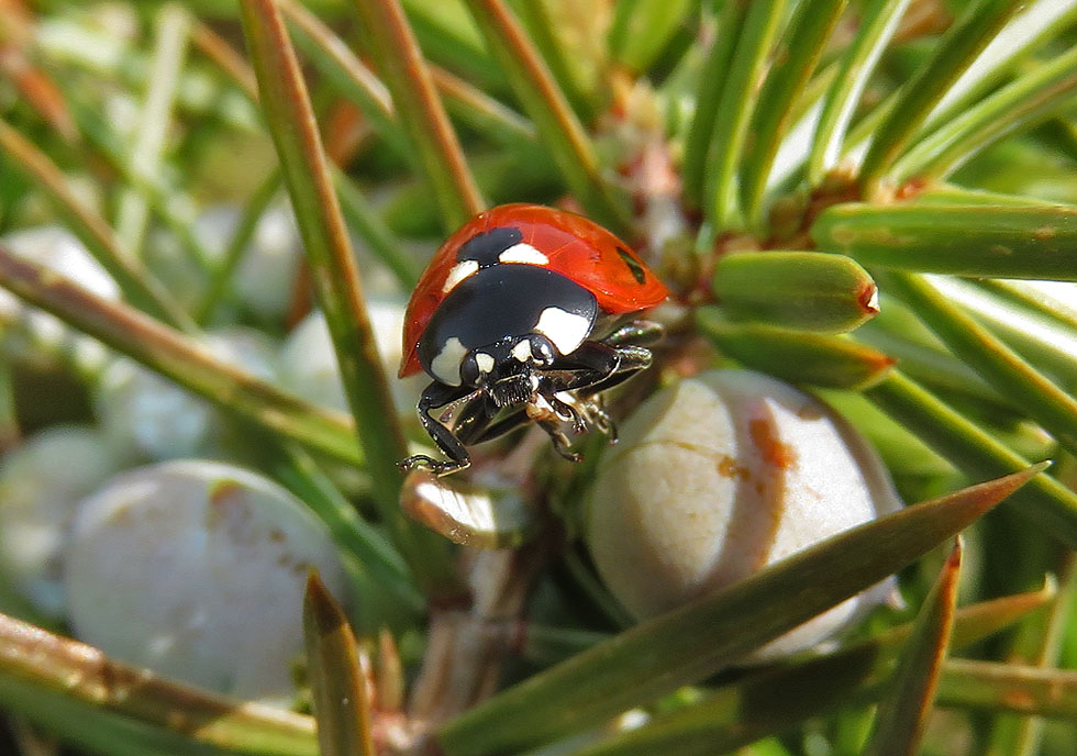 Marienkäfer auf Wacholder