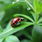 Marienkäfer auf Waldmeisterpflanze