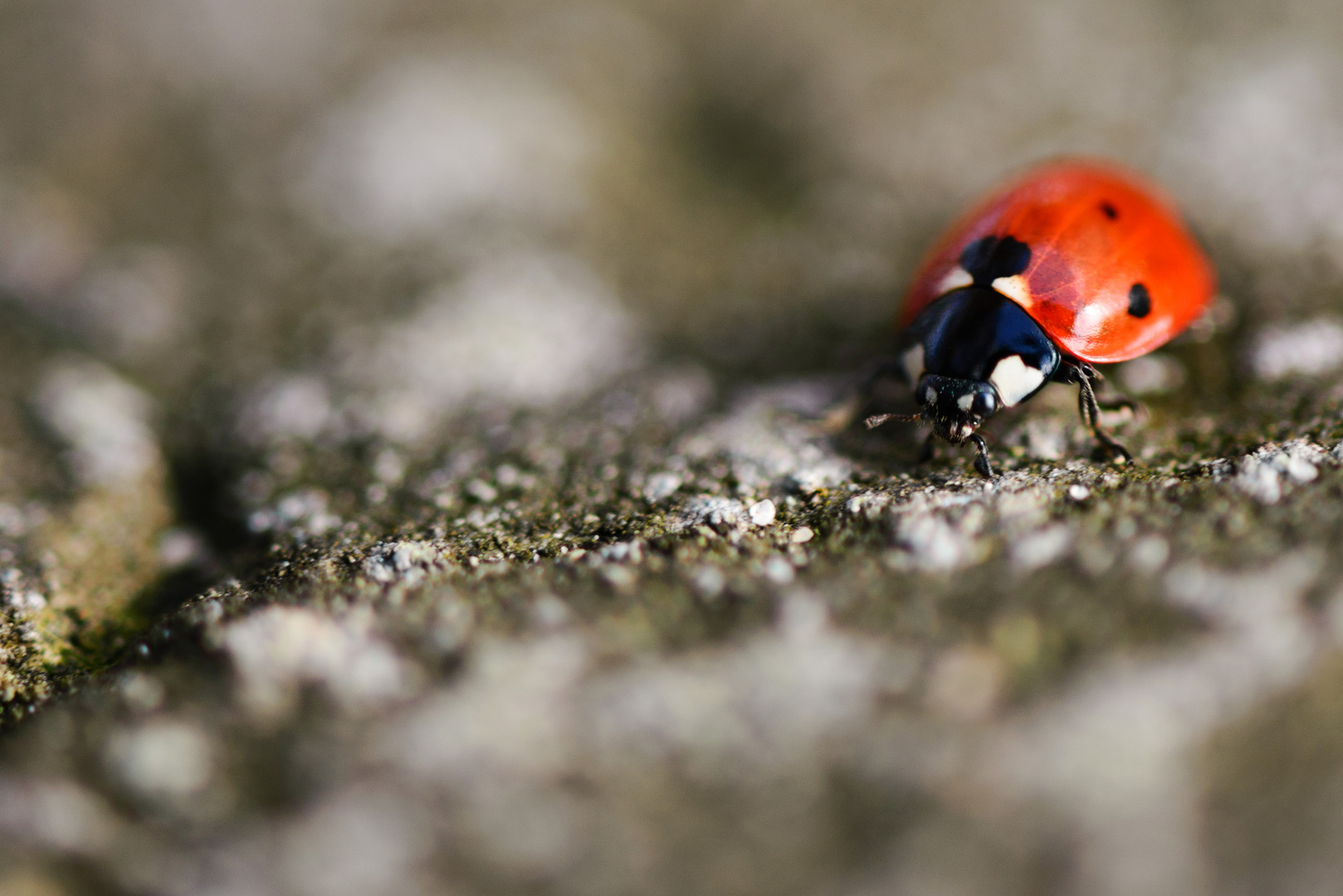 Marienkäfer auf Wanderschaft...