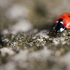 Marienkäfer auf Wanderschaft...