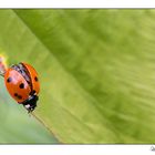 Marienkäfer auf Wanderschaft...