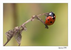 Marienkäfer auf Wanderschaft....