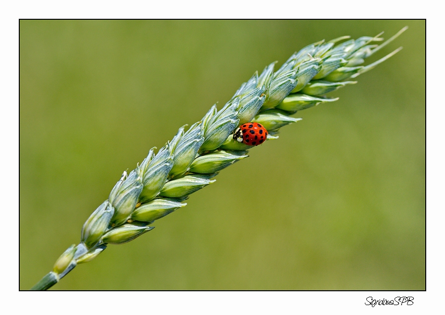 Marienkäfer auf Wanderschaft....