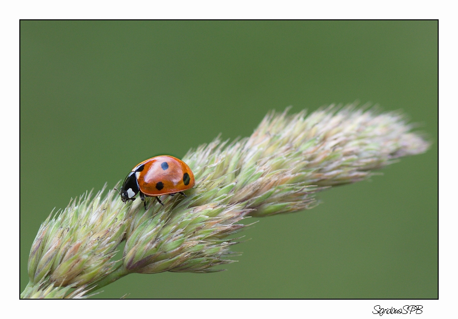 Marienkäfer auf Wanderschaft.....