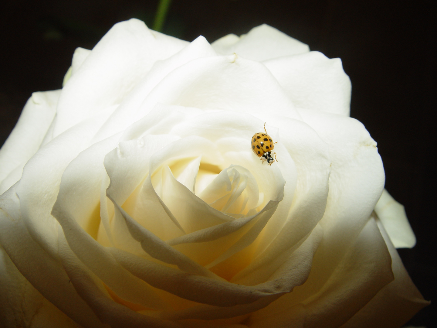 Marienkäfer auf weißer Rose