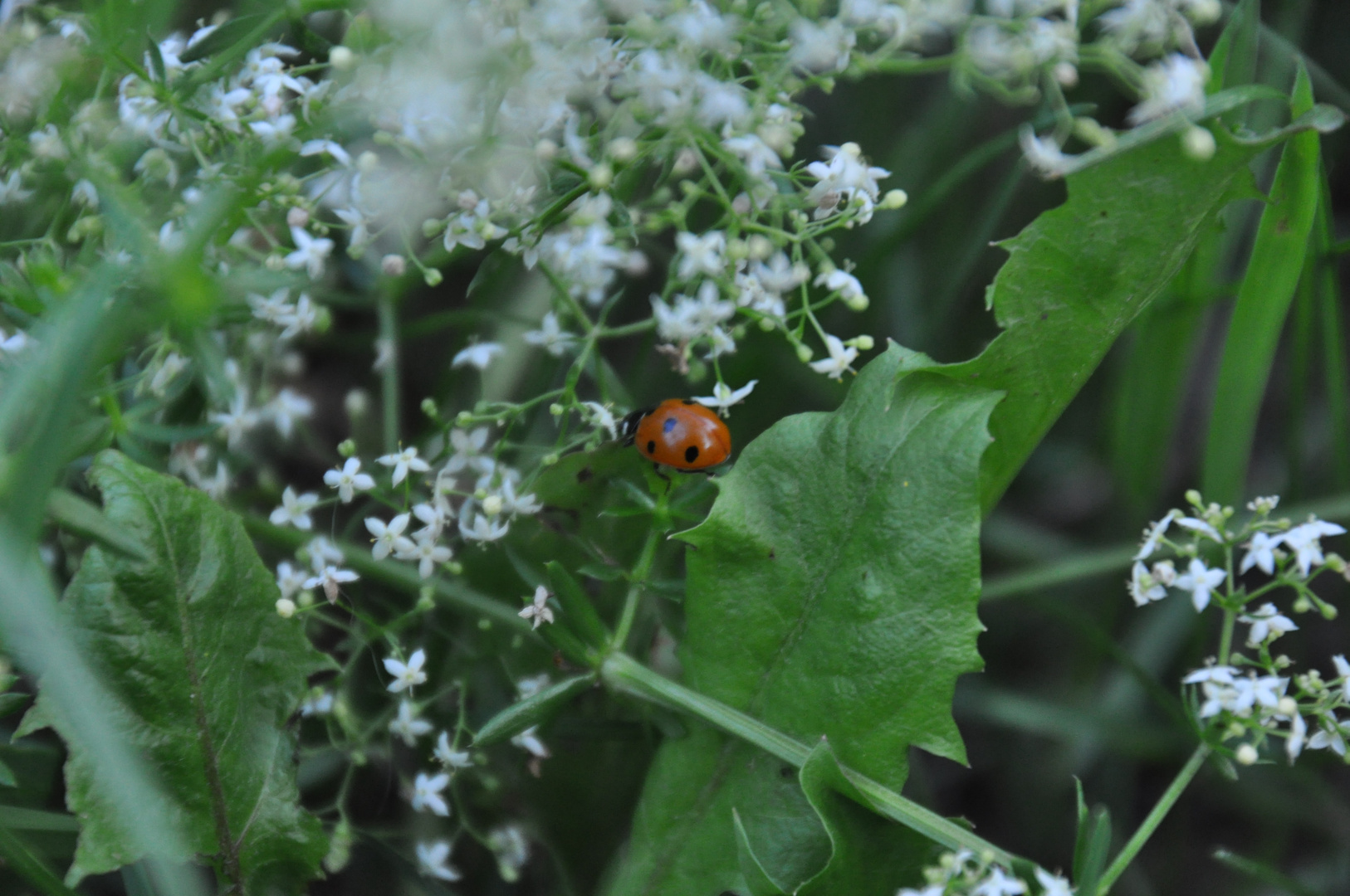 Marienkäfer auf Wiese