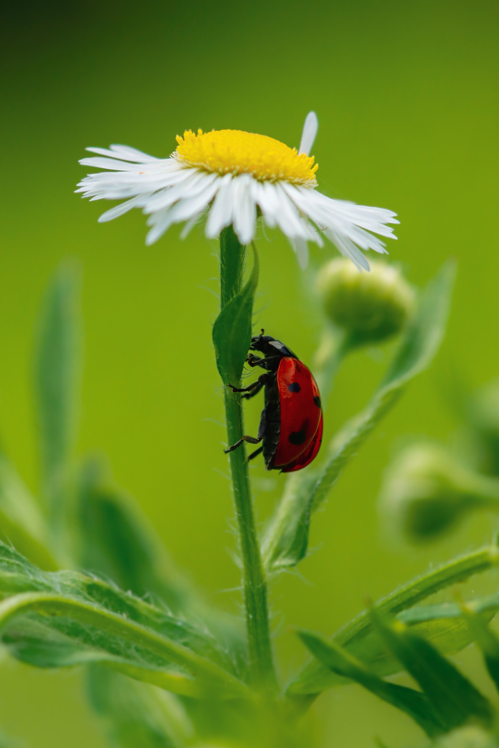 Marienkäfer auf Wiesenmargerite