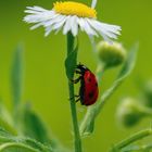 Marienkäfer auf Wiesenmargerite