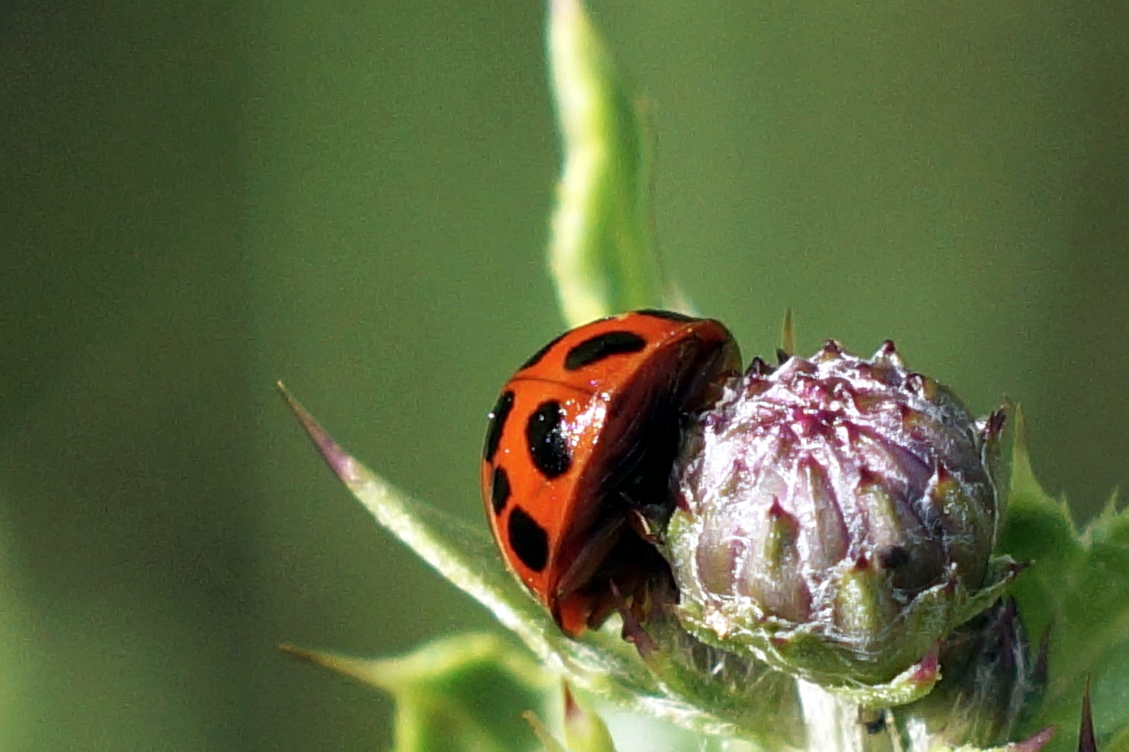 Marienkäfer aus anderer Sicht