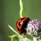 Marienkäfer aus anderer Sicht