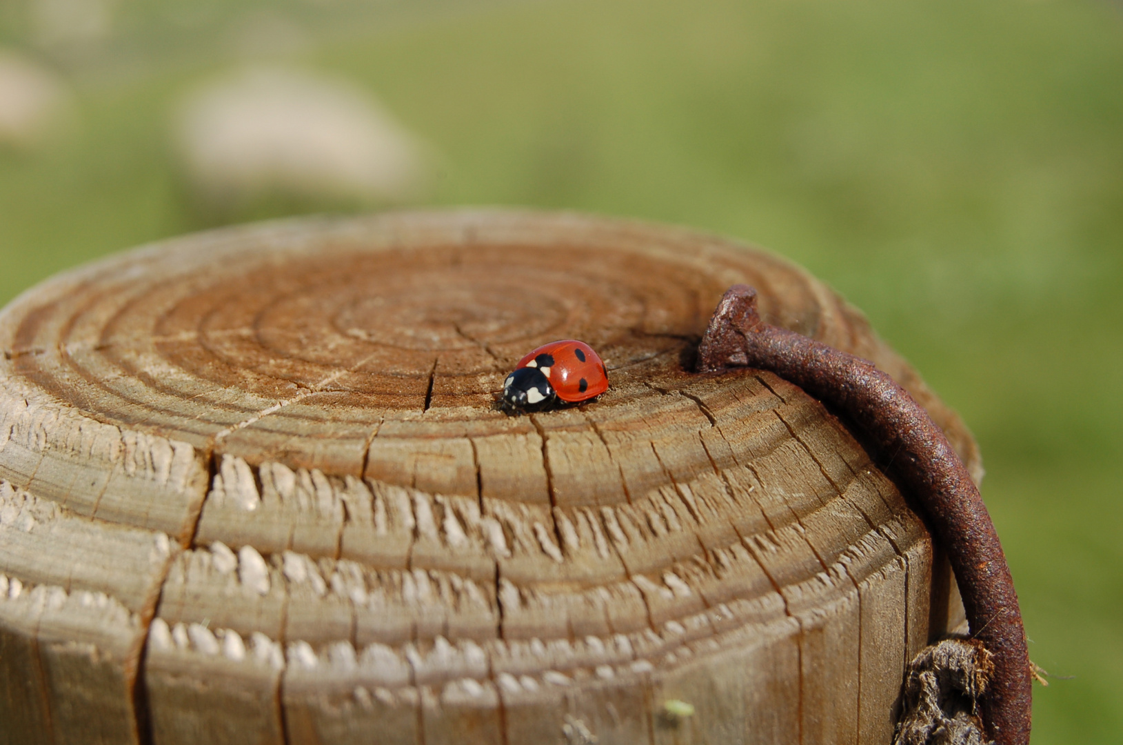 Marienkäfer aus Carolinensiel