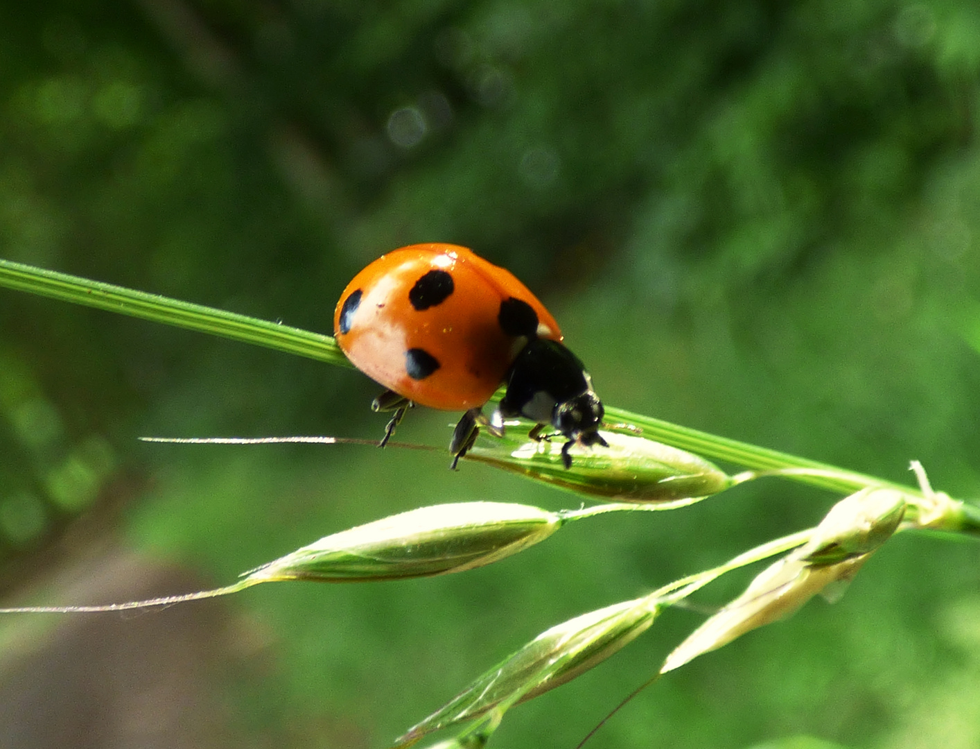 Marienkäfer Foto & Bild | fotos, natur, pflanzen Bilder auf fotocommunity