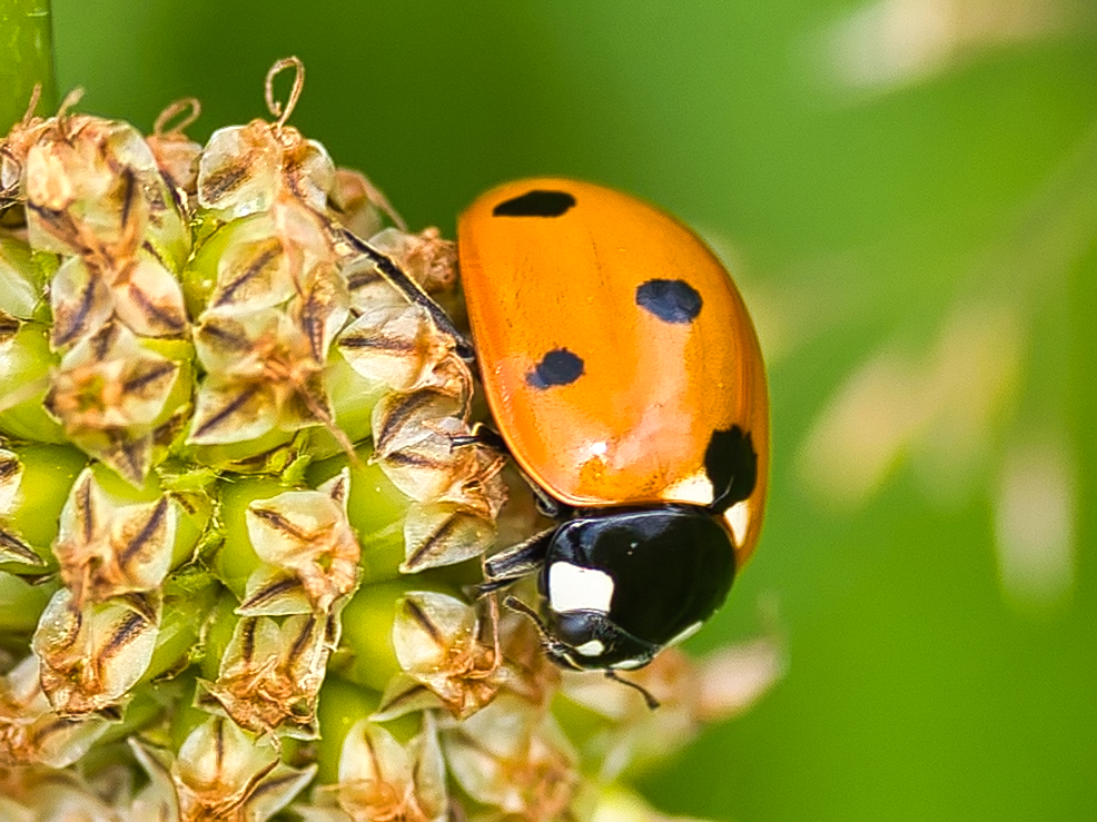 Marienkäfer Foto & Bild | tiere, wildlife, insekten Bilder auf