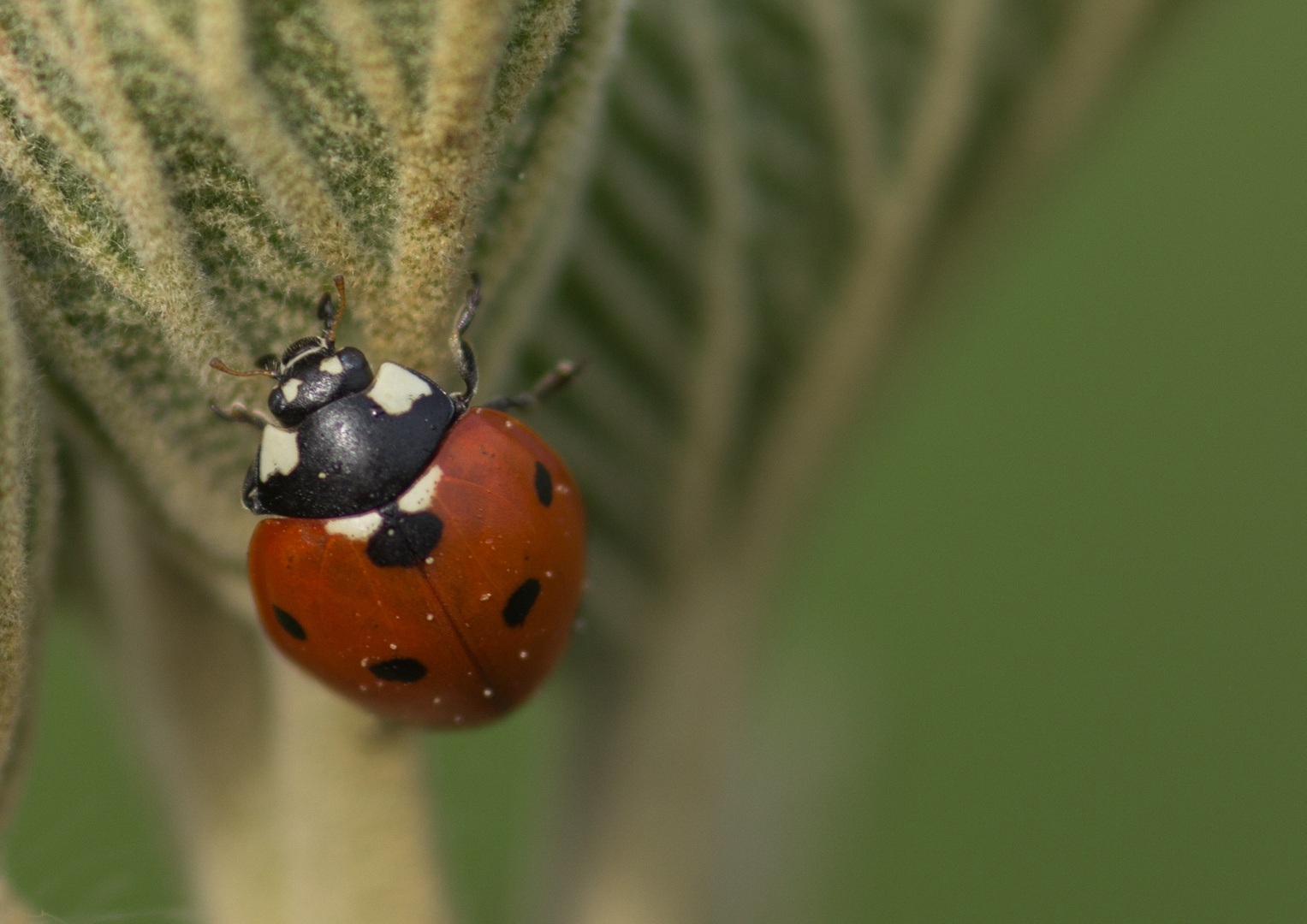 Marienkäfer Foto & Bild | natur Bilder auf fotocommunity