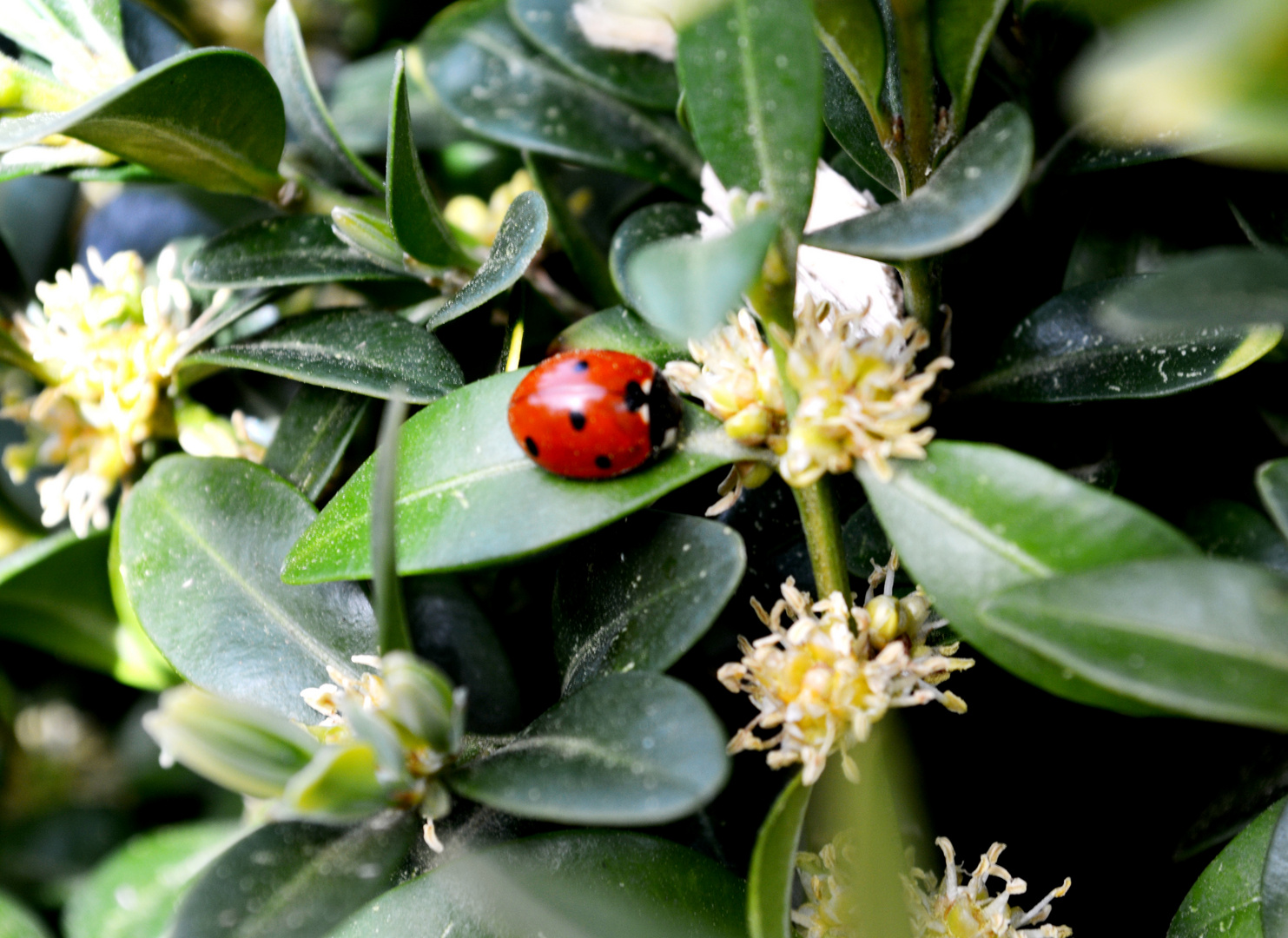 Marienkäfer