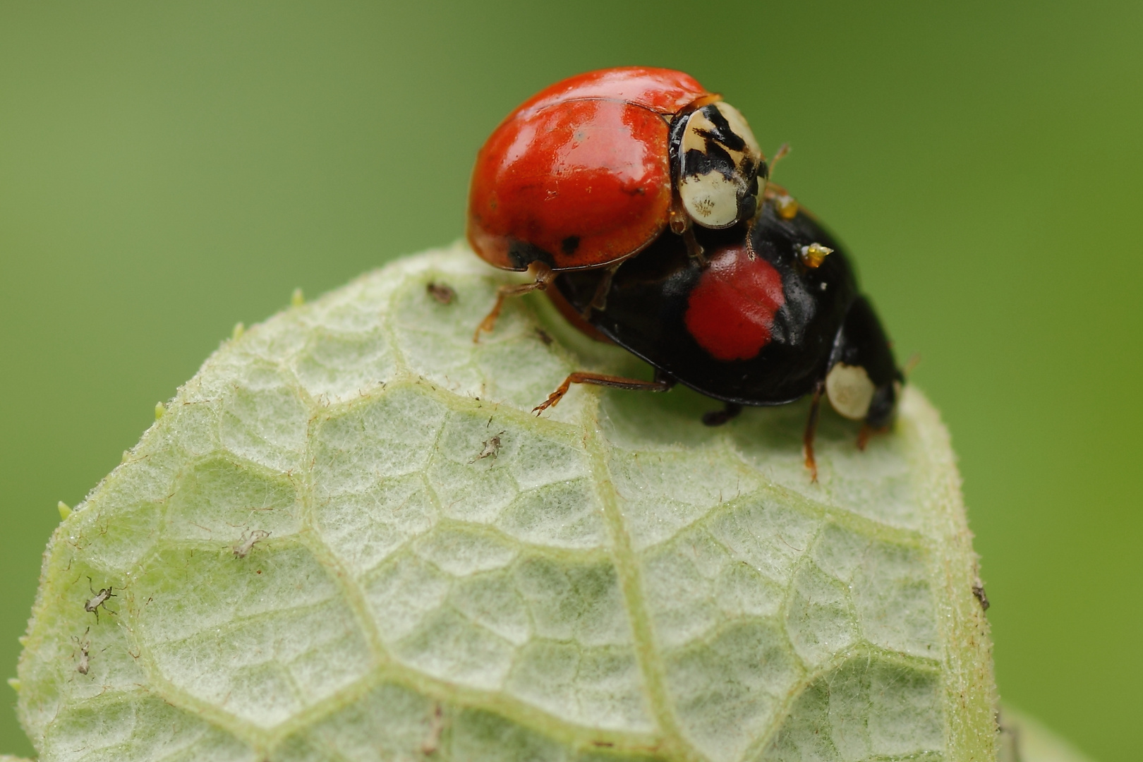 Marienkäfer bei der Arbeit