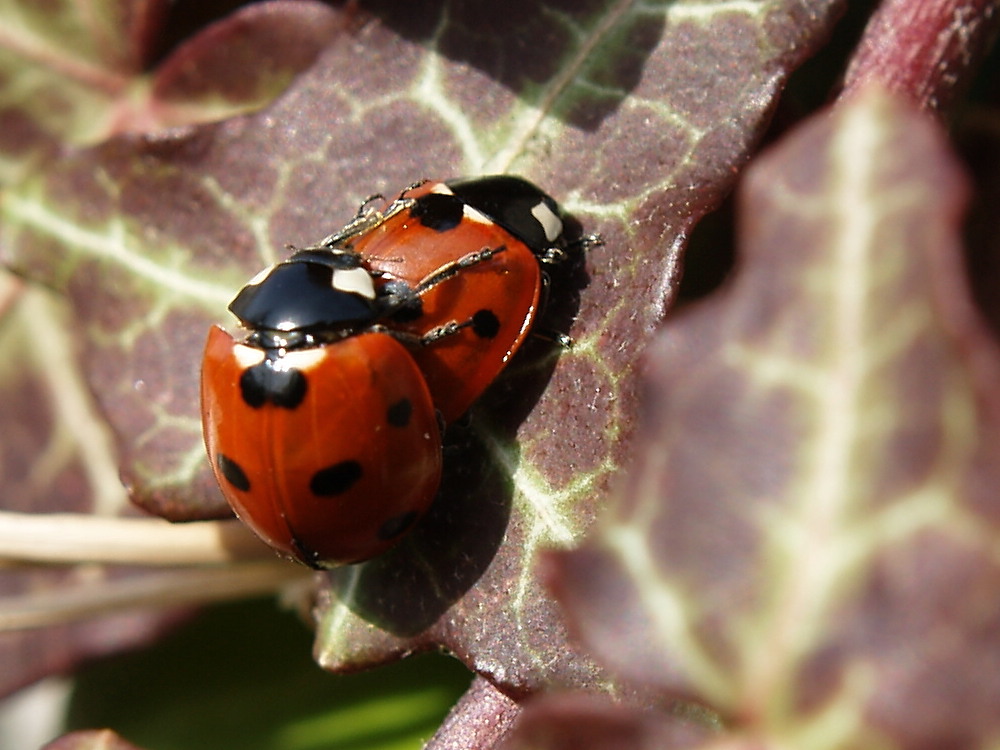 Marienkäfer bei der Arbeit - Nachschub für kommende "Fotosafari's"