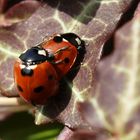 Marienkäfer bei der Arbeit - Nachschub für kommende "Fotosafari's"