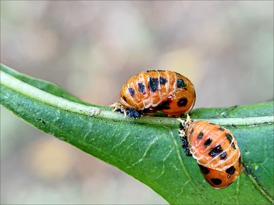 Puppen Bilder & Fotos