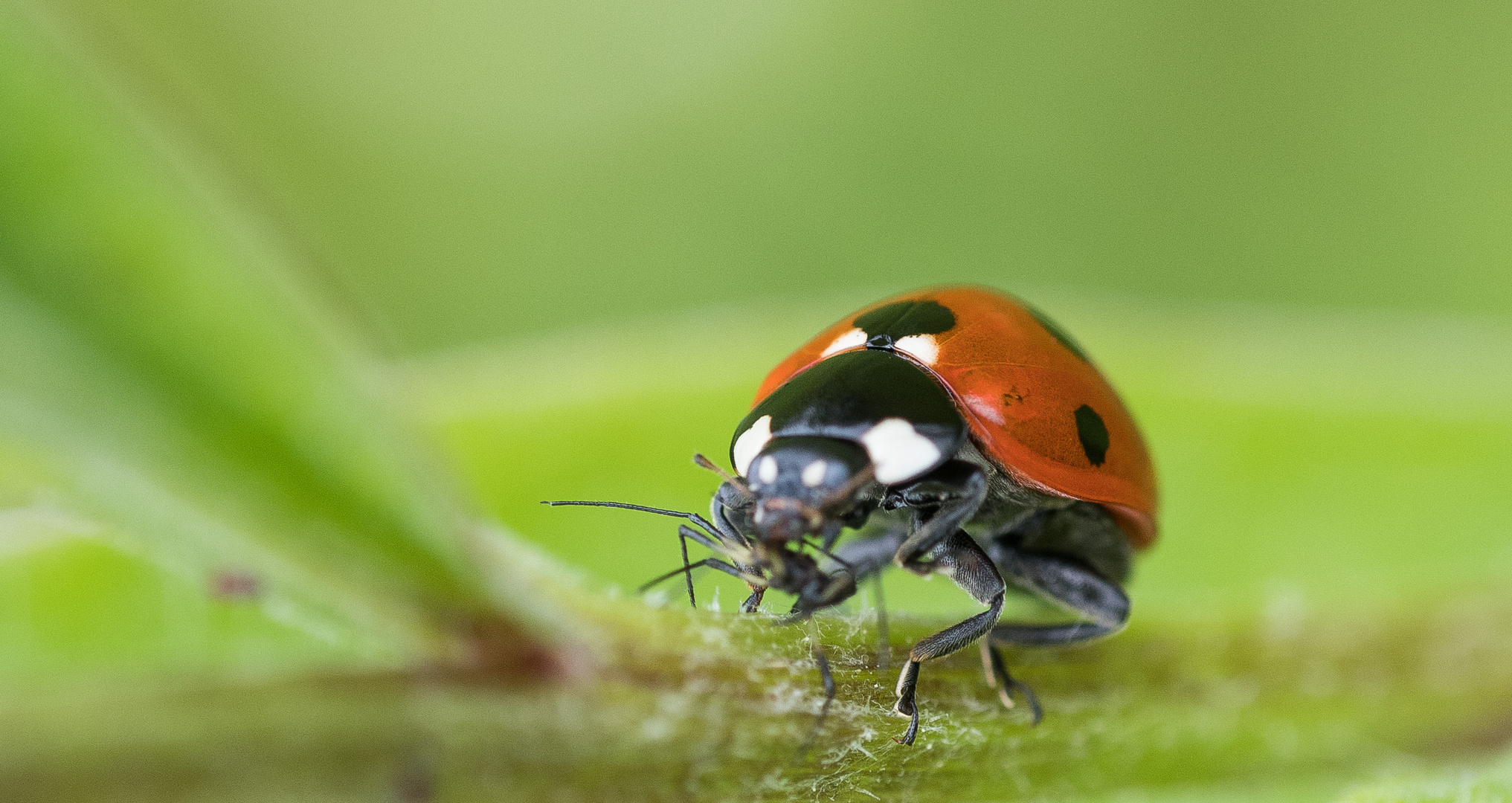 Marienkäfer bei der Mahlzeit