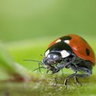 Marienkäfer bei der Mahlzeit