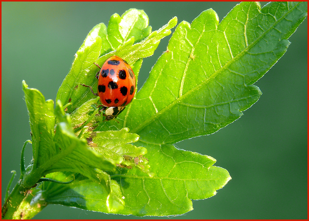 Marienkäfer bei der Mahlzeit