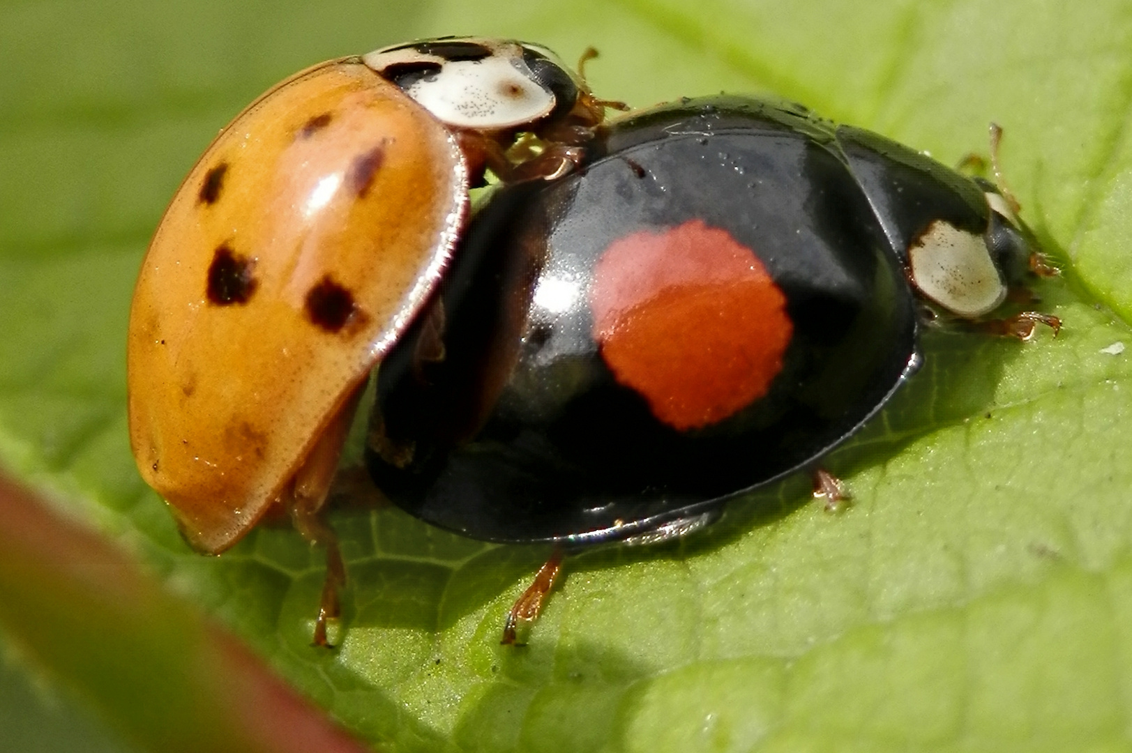 Marienkäfer bei der Paarung