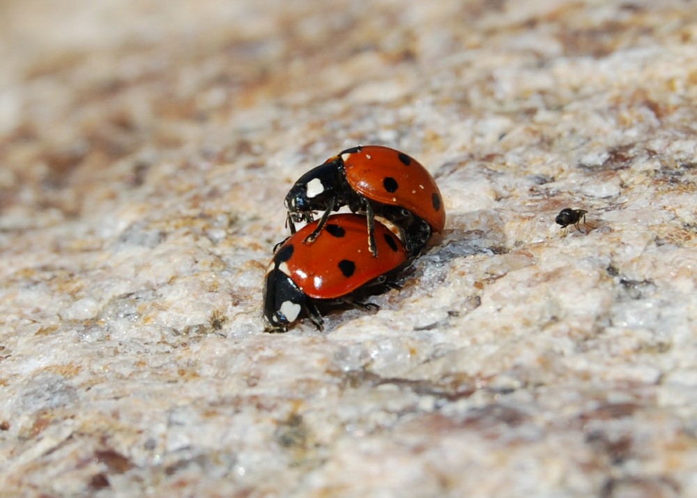 Marienkäfer beim ******