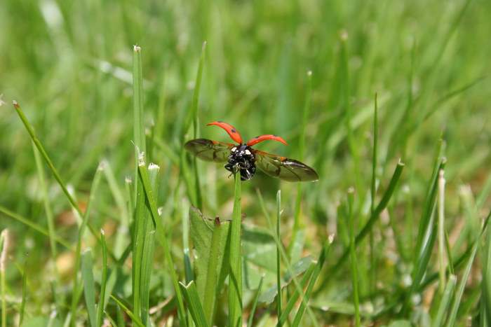 Marienkäfer beim Abflug ...