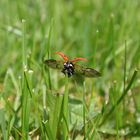 Marienkäfer beim Abflug ...