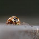 Marienkäfer beim essen