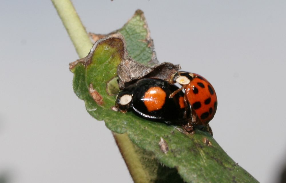 Marienkäfer beim Liebesspiel