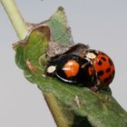 Marienkäfer beim Liebesspiel