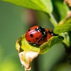 Marienkäfer beim Liebesspiel ;)