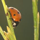 Marienkäfer beim schlafen erwischt...