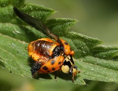 Marienkäfer beim Schlüpfen