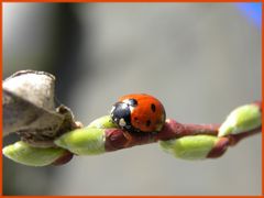 Marienkäfer beim Sonnenbad