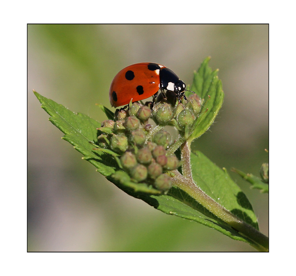 Marienkäfer beim Sonnenbaden