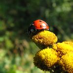 Marienkäfer beim Sonnenbaden