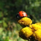 Marienkäfer beim Sonnenbaden